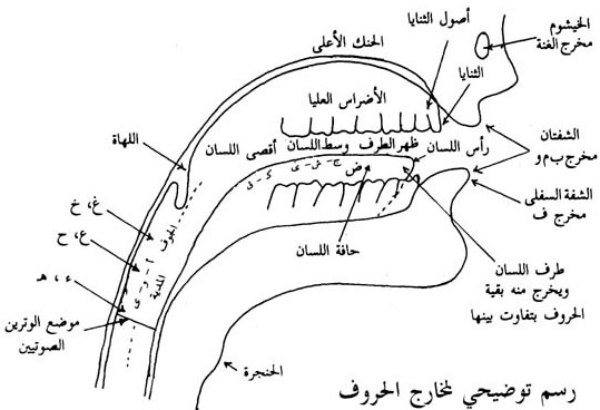 رسم توضيحي لمخارج الحروف